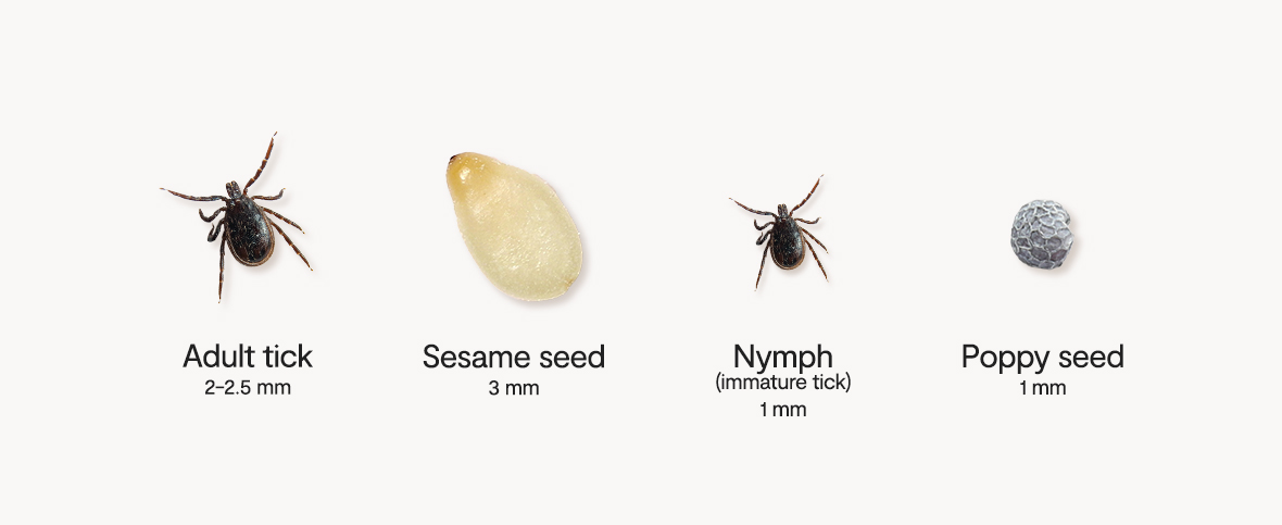 Image comparing tick sizes; the adult tick is compared to a sesame seed, and a nymph (immature tick) is compared to a poppy seed.